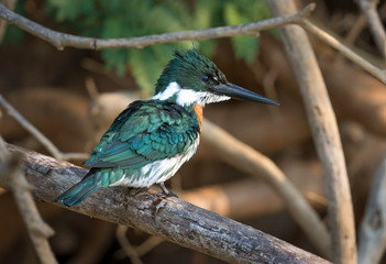 Green Kingfisher (Chloroceryle americana) perched on a branch in Pantanal..CR2