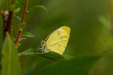 Yellow butterfly hiding in the leafs