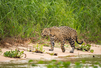 Full grown jaguar walks on rivers edge in Pantanal.