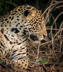 Fototapeta na wymiar Elusive Brazilian Jaguar looking right.CR2