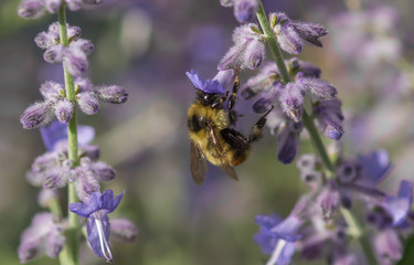 Bumblebee enjoying the day in the garden