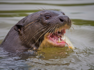 Fototapeta premium Giant River Otter eating a freshly caught fish with mouth open