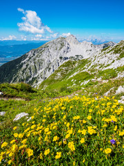 Fototapeta premium Flowers on the meadow on top of Vrtaca mountain with a view Stol mountain in the summer, Slovenia