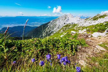 Fototapeta na wymiar Flowers on the meadow on top of Vrtaca mountain with a view Stol mountain in the summer, Slovenia