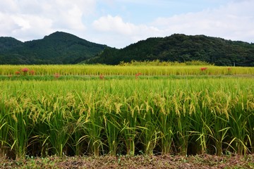 Fototapeta na wymiar The harvest season / Rice cultivation