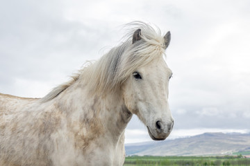 Fototapeta na wymiar Icelandic horse