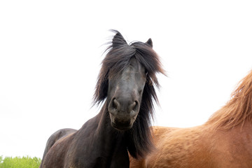 Obraz premium Icelandic horse