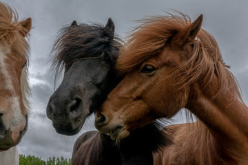 Icelandic horse