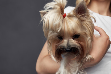 portrait of yorkshire terrier on white background