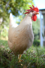 White Leghorn Chicken