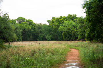 Obraz premium Grass Path