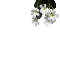 bouquet white plumeria isolated with path