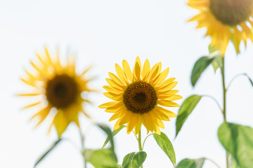 Obraz premium 白バックのヒマワリ