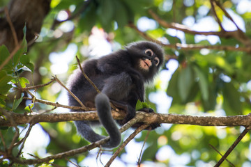 Dusky leaf monkey