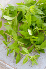 fresh herbs lemon verbena