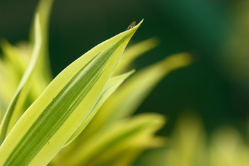 green yellow leaf and tiny fly hang on it