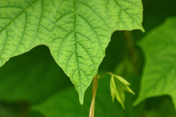 green fresh papaya leaf blury background