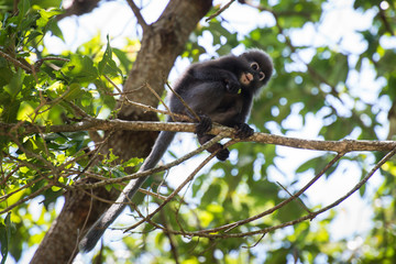 Dusky leaf monkey 