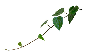 Betel, creeper plant isolated on white background with clipping path included.