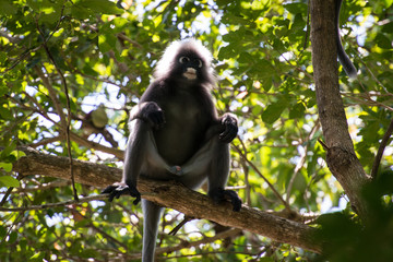 Dusky leaf monkey