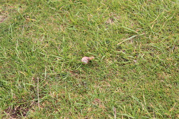 Snail