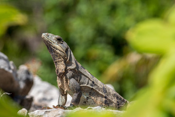Closeup on lizard. Scaly textured skin shows patches of old skin still peeling off.