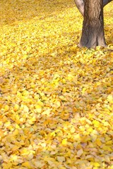 秋イメージ　イチョウ　落葉

