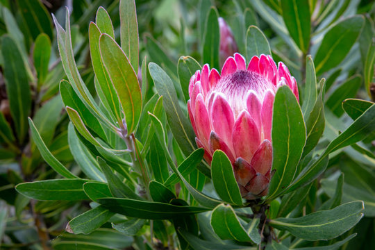 A protea bush in flower producing gorgeous blooms perfect for floral arrangements