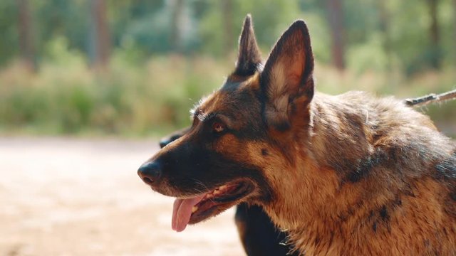 Clip of westpointer and German Shepherd while panting.