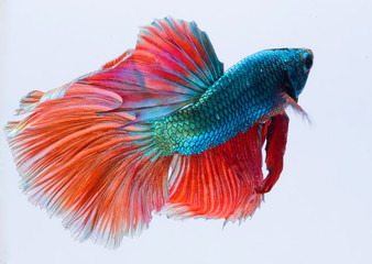 Halfmoon betta fish, siamese fighting fish, Capture moving of fish, Betta splendens