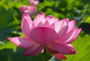 満開になった不忍池のハスの花