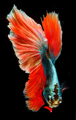 Halfmoon betta fish, siamese fighting fish, Capture moving of fish, Betta splendens