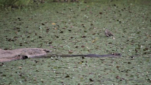 Nutria jumping off a log and swimming in a lily filled pond in Washington at Steigerwald Wildlife Refuge