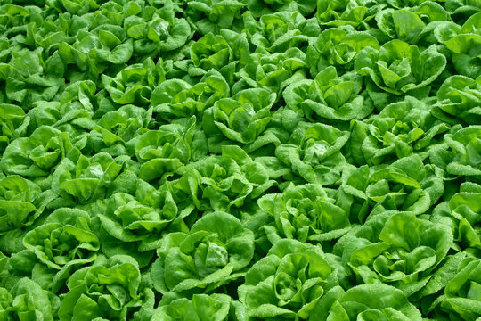 lettuce growing in field