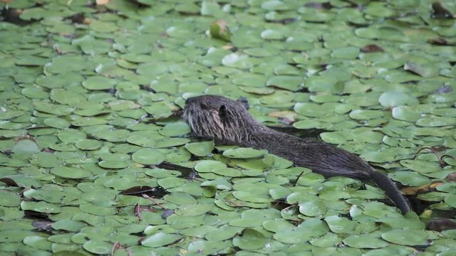 Nutria swimming in a pond eating lily pads in Washington at Steigerwald Wildlife Refuge