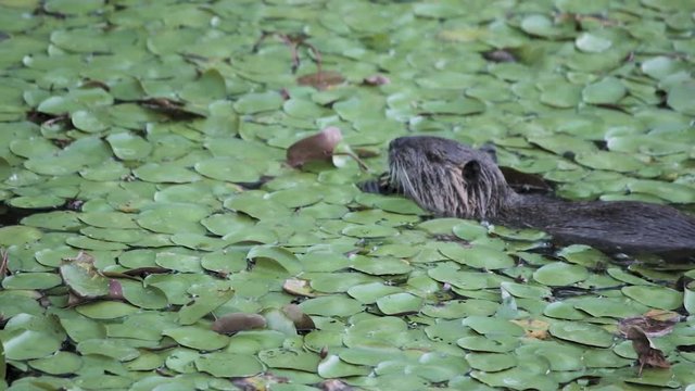 Nutria swimming in a pond eating lily pads in Washington at Steigerwald Wildlife Refuge