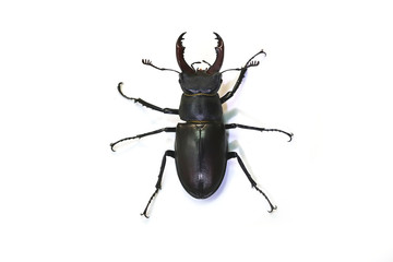 stag beetle (Lucanus cervus) on a white background.