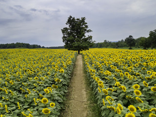 Fototapeta premium Sunflower field Farming, Agriculture, organic food, landscape, drone aerial photos. 