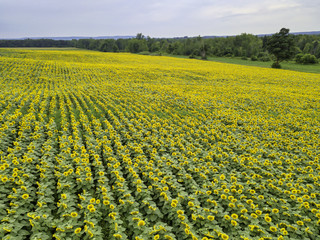  Sunflower field  Farming, Agriculture, organic food, landscape, drone aerial photos.  
