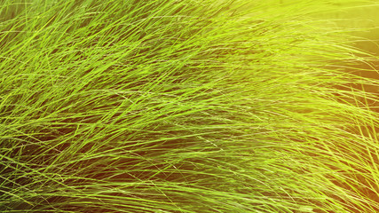 long grass. toned background.