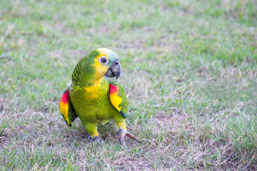 Old colorful parrot on the ground, Colorful bird