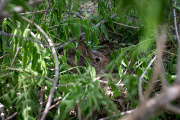 rabbit in grass