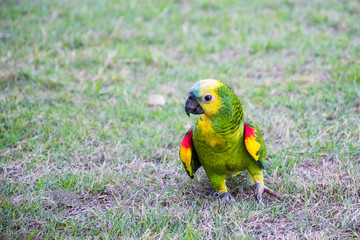 Old colorful parrot on the ground, Colorful bird