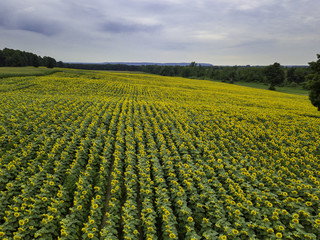 Fototapeta na wymiar Sunflower field Farming, Agriculture, organic food, landscape, drone aerial photos. 