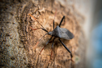 bug