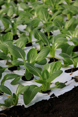 boc choi pac choi vegetable