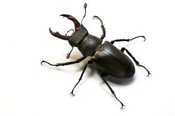 stag beetle (Lucanus cervus) on a white background.