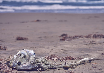 Cadaver de pez en la costa mexicana