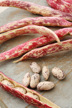 berlotti beans