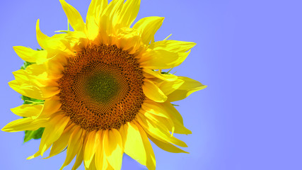 Obraz premium flower of a sunflower close-up. on a sky background